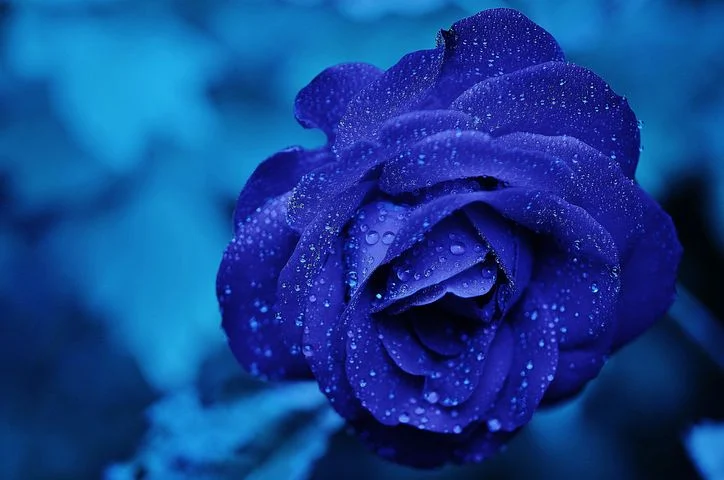 蚱蜢的寓言故事_蚱蜢的故事什么意思_