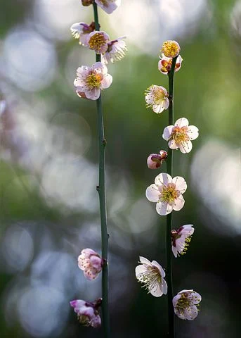 _精灵玫瑰种花爱生长吗_玫瑰精灵花没了