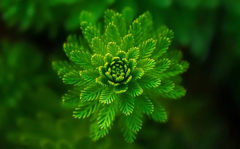 本能的动物有哪些__植物有本能吗