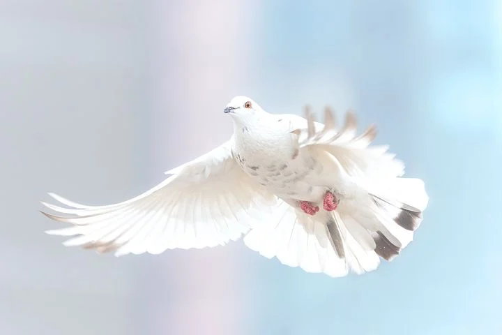 幽默故事小说__幽默故事小猪在听我的故事