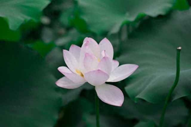 人生如书：珍惜当下，减少抱怨，向阳出发的智慧生活指南