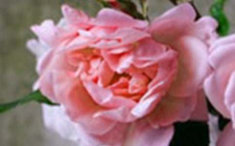 花朵优美句子